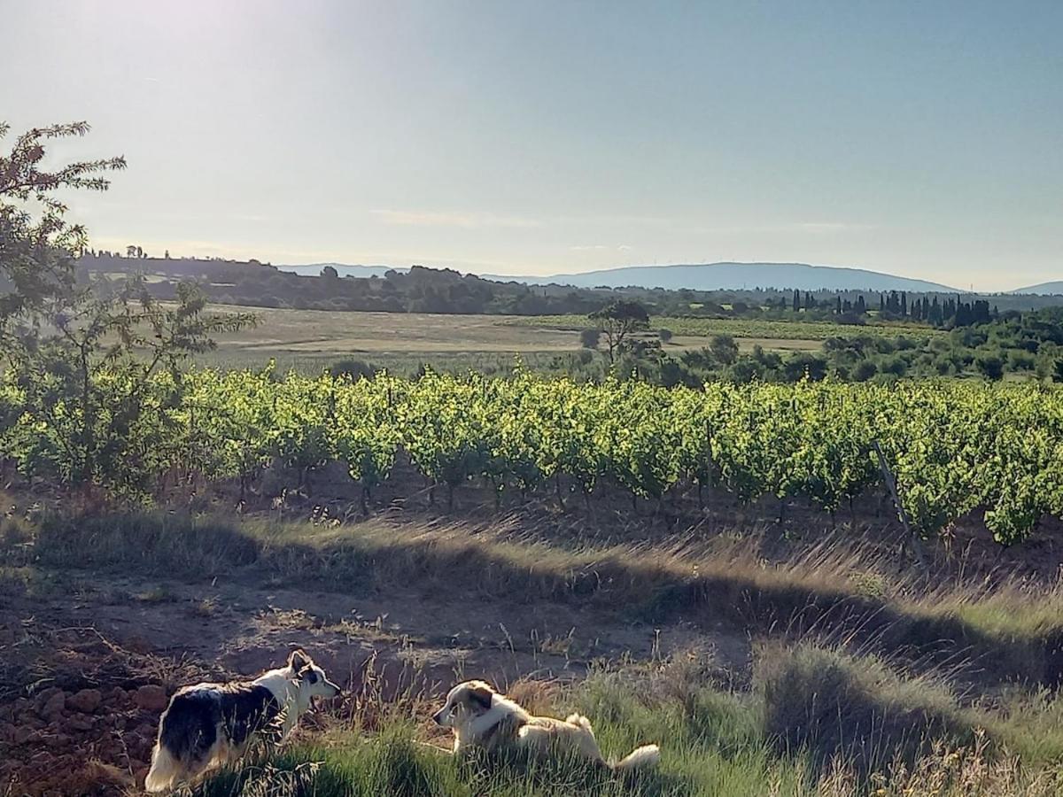Vila Domaine Saint Augustin Rieux-Minervois Exteriér fotografie