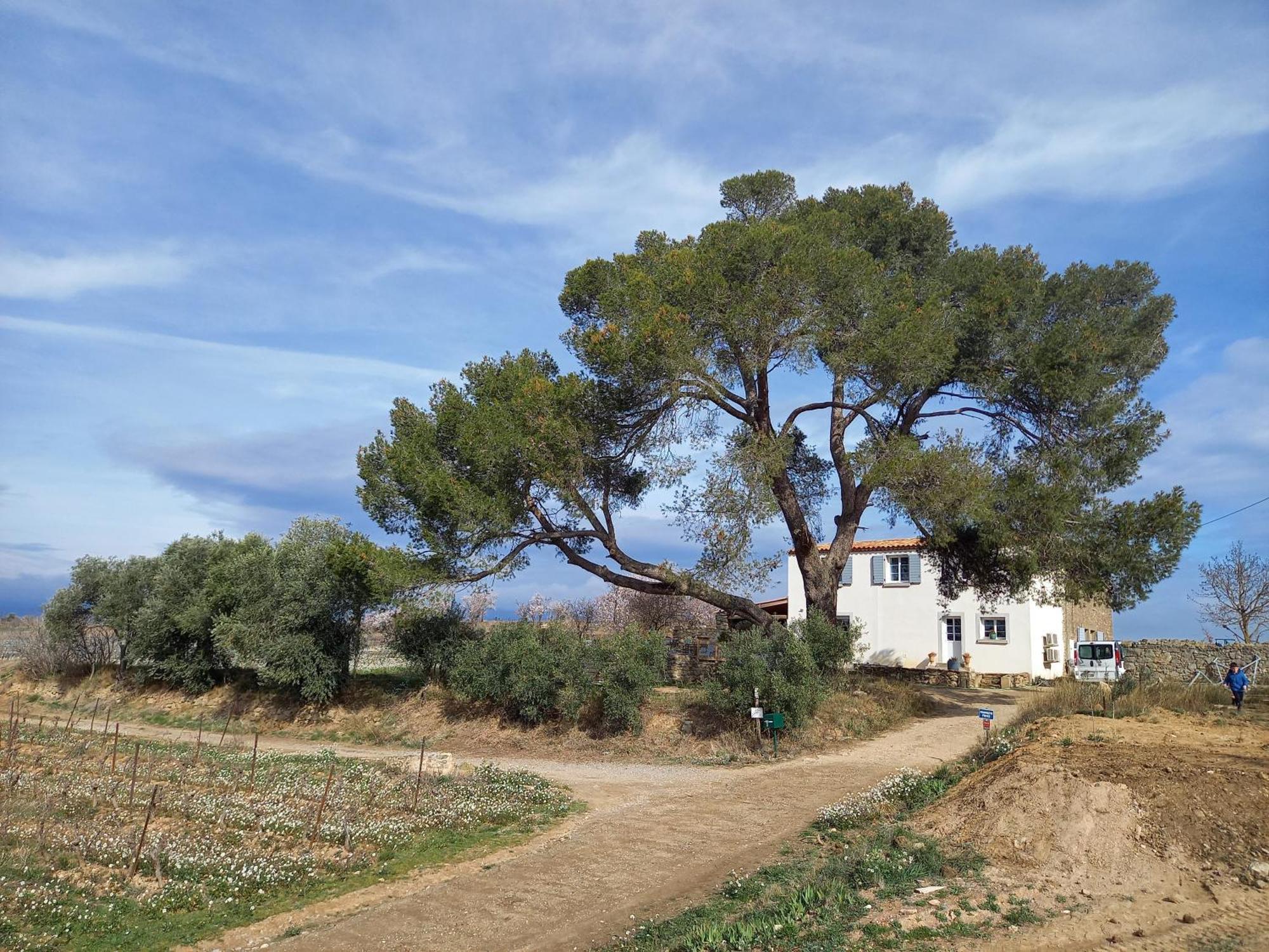 Vila Domaine Saint Augustin Rieux-Minervois Exteriér fotografie